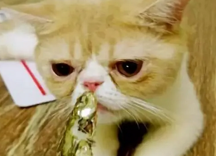 吃货猫咪，用小鱼干收买主人，遭主人嫌弃