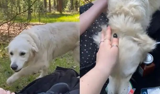 正在野餐的女孩们热情迎接黄金猎犬，没想到下秒发生悲剧！