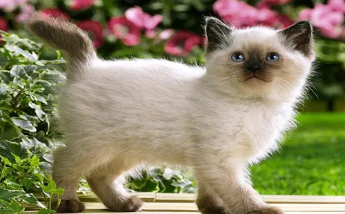 卡鲁宾猫