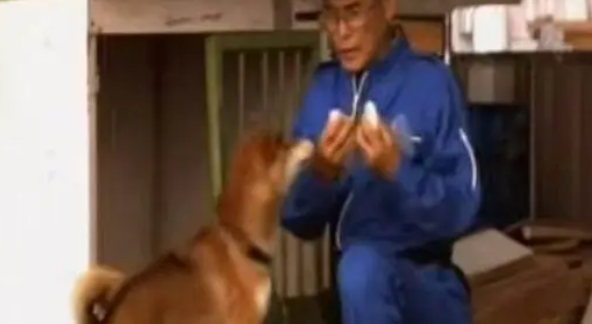爷爷被迫与柴犬分离1年，再重逢时狗狗做出的反应，令人泪如泉涌