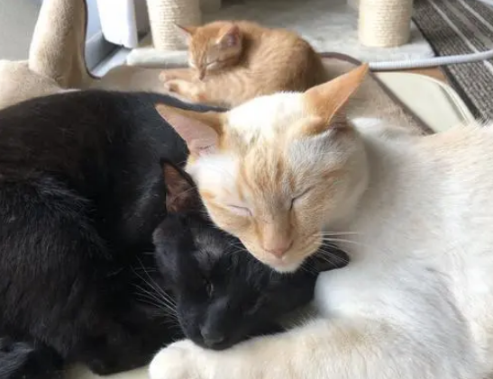 带回一只小橘猫，主人担心小猫被欺负，结果两只大猫把它当孩子