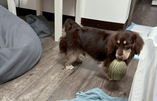 腊肠犬跑进厨房偷哈密瓜，被发现时用眼神施压：不准跟我抢！