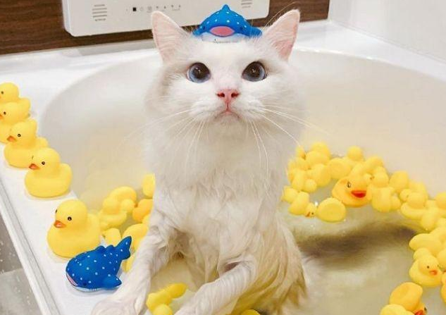 布偶猫非常喜欢泡澡，画面太美了，这是什么神仙猫咪呀