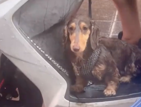 主人骑电动车冒雨带狗回家，看到旁边腊肠犬也是如此