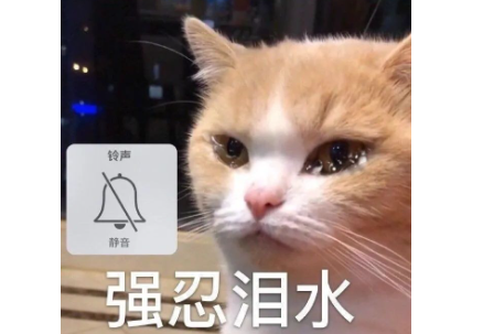 看哭了！猫咪拖着比自己大的猫窝走了很远，无数人想将它领养回家，却发现...
