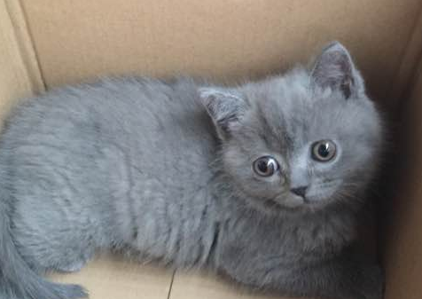 女孩养了一只英短蓝猫，本觉得会养成蓝胖子，养着养着却带来惊喜
