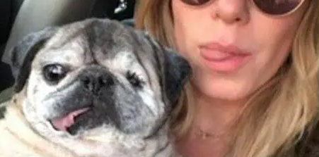 巴哥犬被当成繁殖工具7年，幸得救助后，做出的反应令人动容