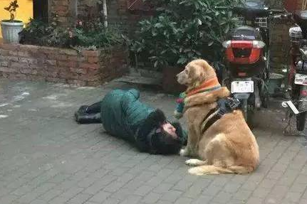 主人昏倒后黄金猎犬守在身旁萨摩耶却跑去别处玩，但结果令人感动
