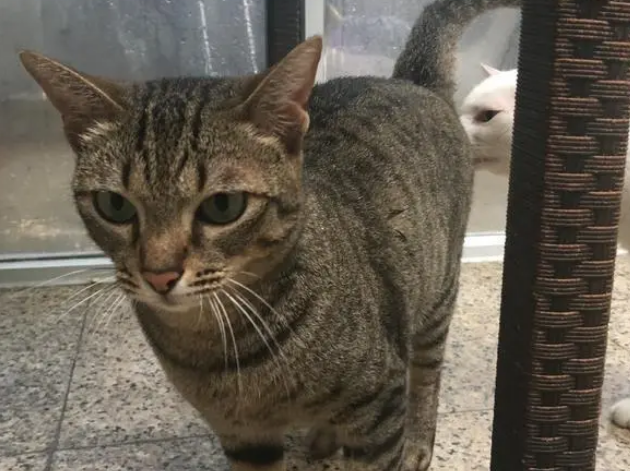 猫咪求主人开门，却觉得自己失了面子，回来就朝主人发脾气