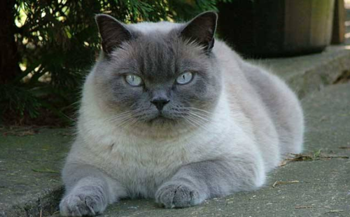 东奇尼猫