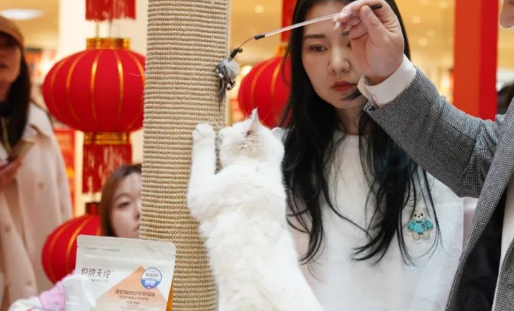 猫咪进商场，前方高萌预警！