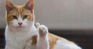 主人让猫咪陪孩子玩，再回来时忍不住跺脚喊道：你要带孩子去哪