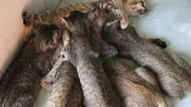猫妈妈：感觉身体被掏空 难道这就是你们人类口中的“啃老族”