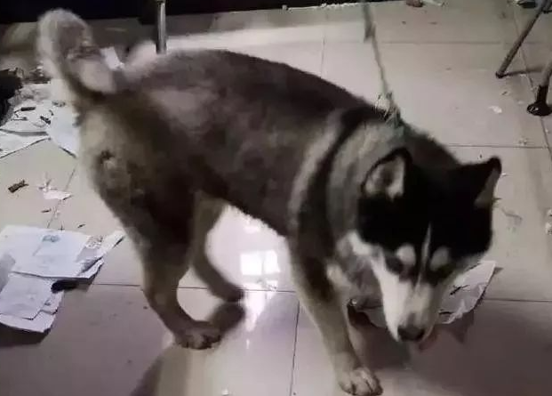 走丢了的哈士奇被送进了派出所，结果把派出所拆了，不愧为拆家王