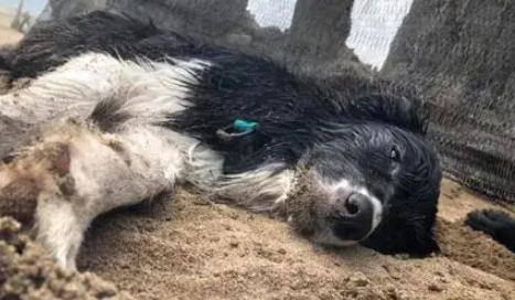 牧羊犬双眼无神瘫倒在沙堆上，网友：差点骗了我的眼泪！ 