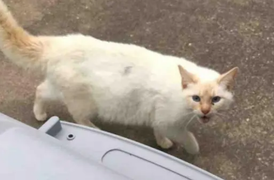 流浪猫不愿接近人类，生下小猫后，竟然主动跟男子回家