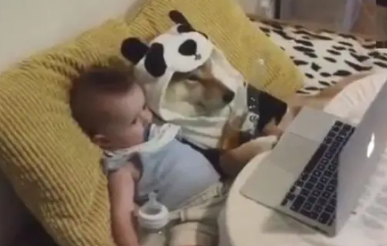 柴犬陪着小主人在家看动画片，主人特意的拍下了这一幕，暖哭了！