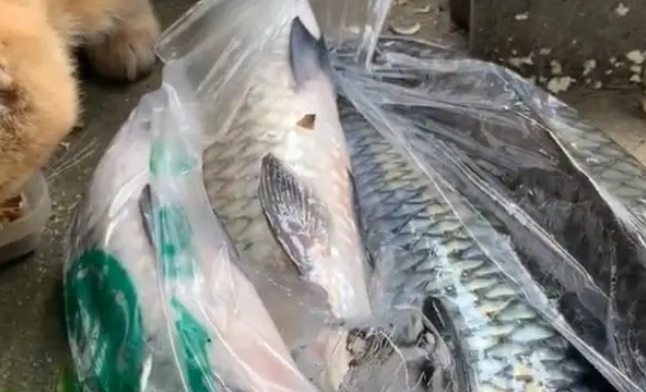 救助流浪猫时，发现有人放了4条大鱼，流浪猫：心有鱼而力不足啊