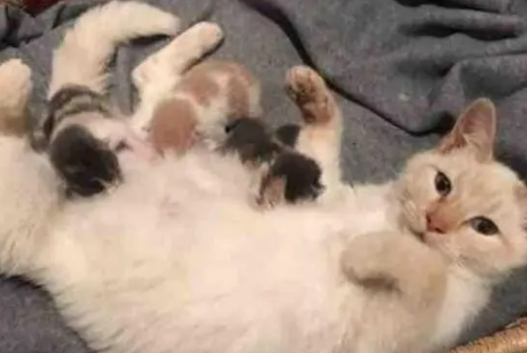 流浪猫不愿接近人类，生下小猫后，竟然主动跟男子回家