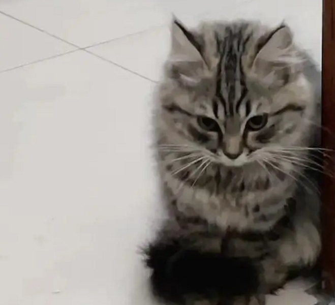 暴风雨没来，家里先被淹了，这猫有点费主人