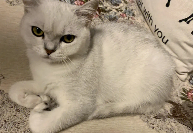 仿制舌头 让猫主人和猫互舔以增加亲密度