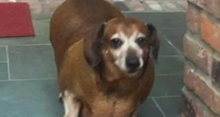 奶奶饲养大的腊肠犬，胖得像一只“猪”，减肥后判若两狗