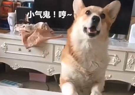 柯基偷吃被发现，果断摔盘子走人:谁还不是个有脾气的宝宝！