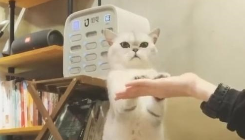 猫咪主动黏着帅哥，疯狂做动作撒娇卖萌，不要太可爱！
