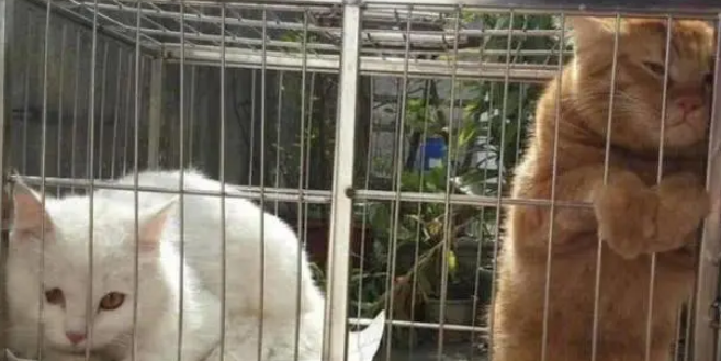 橘猫吼了小白猫后，反而自己委屈了起来，真是一言不合就飙戏