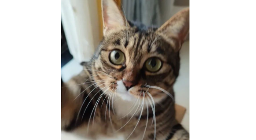 大半夜被猫一口吐在头上，铲屎官梦中惊坐起：啊啊啊当场就差点哭了！