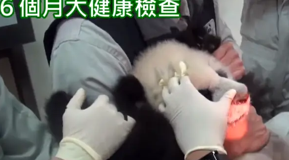 熊猫宝宝做体检不配合，把手套都挠破了，无奈好几个医生按着它