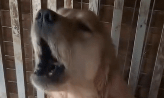 金毛繁殖犬被关在笼子里，舌头被割掉吃鸡饲料，眼神里只有愤怒