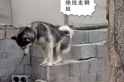 男子买了只哈士奇，朋友看到照片直言赚到了：一看就是皇家血统
