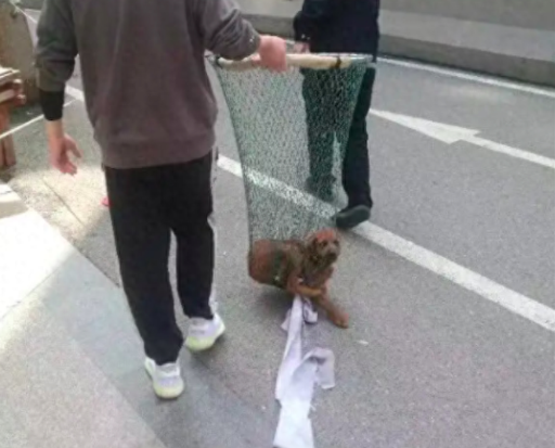 小区再次进行抓捕流浪狗行动？好心人及时将狗解救走