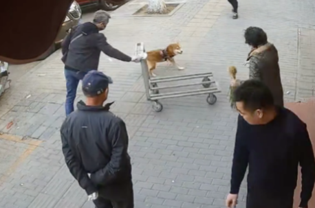 主人将狗拴在小推车上，结果它拉着小车转圈还刮到了汽车，太危险