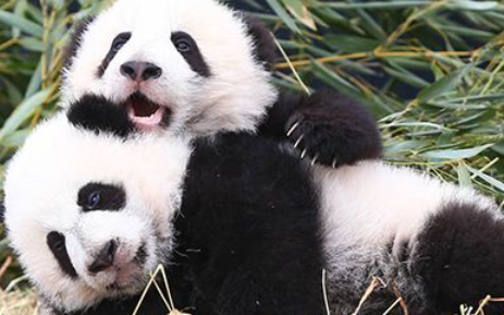 熊猫宝宝想跟小伙伴玩耍，但小伙伴却无视它，无奈之下只能耍赖了 