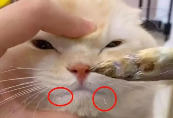 江苏一猫咪咬断鼠标，主人拿小鱼干诱惑不让吃，看到口水众人笑哭