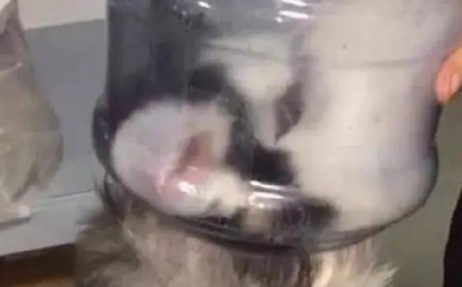 网友半夜听见哈士奇惨叫，靠近一看，却被二哈行为弄笑喷了