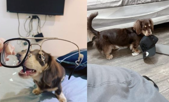 腊肠犬跑进厨房偷哈密瓜，被发现时用眼神施压：不准跟我抢！