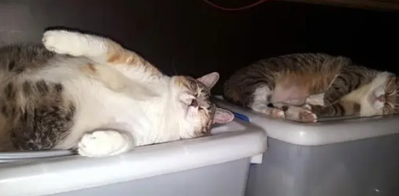 猫咪在主人办公桌上睡觉，还睡得打呼噜，主人：这还怎么工作