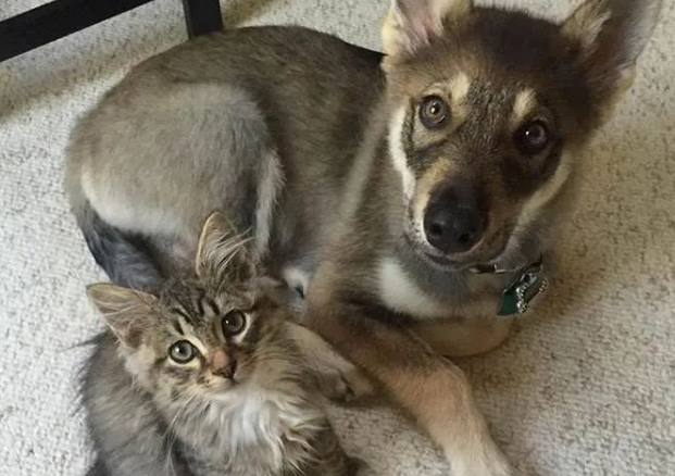 让狗子挑选想领养的小猫，结果它俩好到让主人吃醋：那我走？