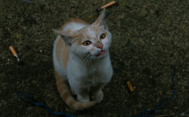 四川大学给绝育流浪猫咪P了证件照 个性名字亮了