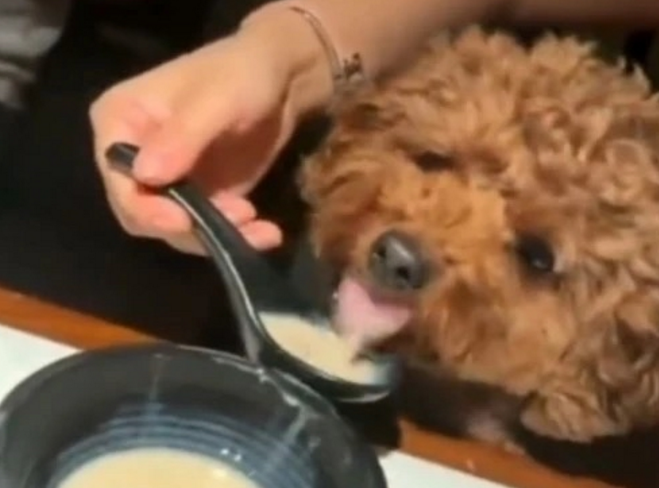 无锡：气愤！人狗同桌共食，吃的人开心，看的人恶心！ 
