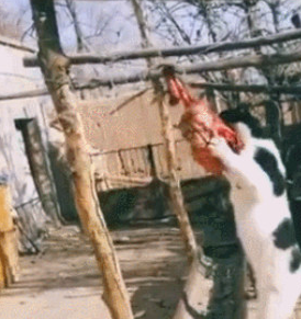 主人发现奶牛猫在偷吃院子的肉干，猫：我没偷吃，我只是在荡秋千