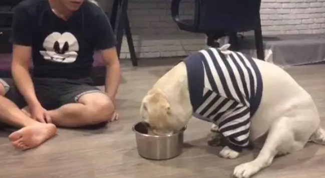 主人假装晕倒后，拉布拉多呆坐一旁，继续享受美食