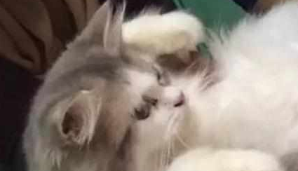 猫咪肚子越来越大以为它要生了，兽医检查完的结果大家全笑喷