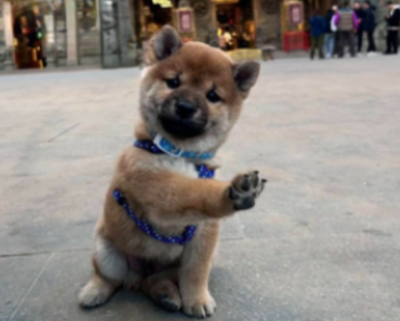 柴犬听到要拍照后，主动举掌说嗨，路人全看傻眼了：好聪明！