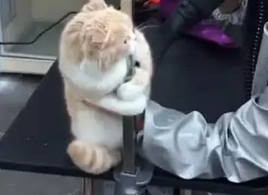 主人带猫去洗澡，迟迟没有被带出来，进去一看笑喷