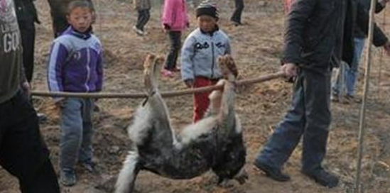 二哈走丢被民工杀掉吃肉，狗主人拒绝赔偿