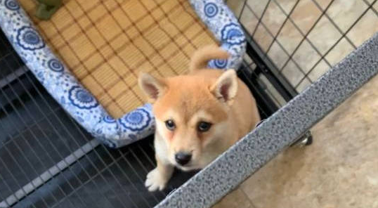 柴犬在笼子里不安分，它觉得自己有超能力，打算把笼子拆了